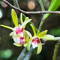 Trichoglottis longifolia Atthan., C.Bandara, N.L.Bandara & Kumar